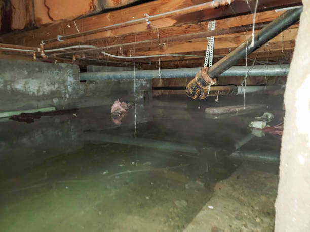 Best Mold removal after water damage  in South Barrington, IL